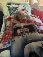 Barney, a male Labrador Retriever for sale in Gold Hill, NC – Photo 2 of 4