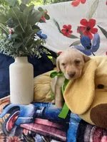 THOMAS JEFFERSON (TJ), a male Labrador Retriever for sale in Gold Hill, NC – 3 of 4