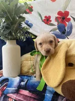 THOMAS JEFFERSON (TJ), a male Labrador Retriever for sale in Gold Hill, NC – 2 of 4