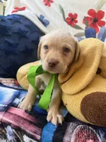 THOMAS JEFFERSON (TJ), a male Labrador Retriever for sale in Gold Hill, NC – 1 of 4