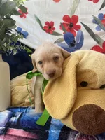 THOMAS JEFFERSON (TJ), a male Labrador Retriever for sale in Gold Hill, NC – 4 of 4
