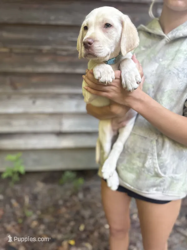 Gerald Ford (FORD) – Labrador Retriever puppy for sale in Gold Hill, NC