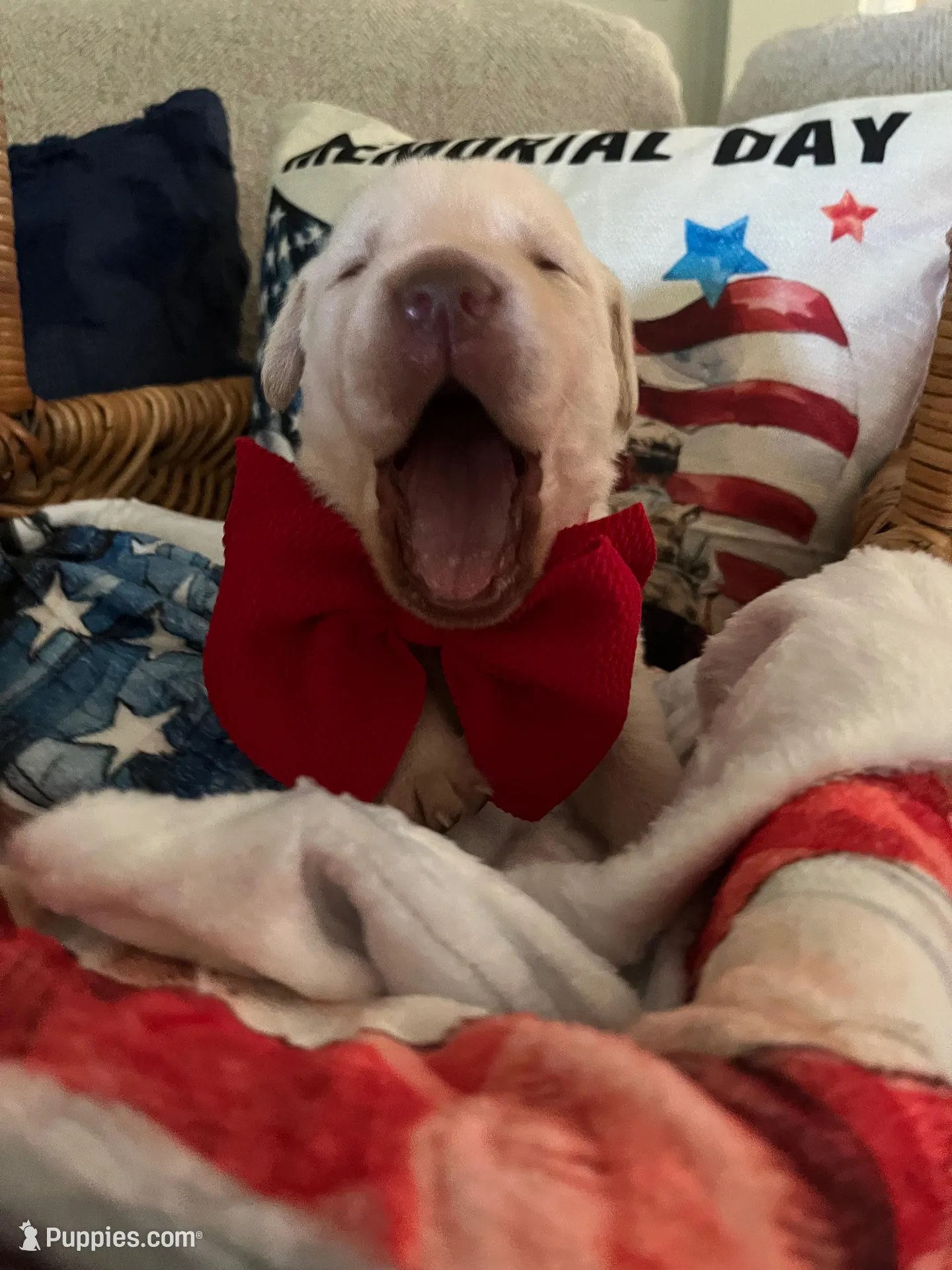 Ernest T , a male Labrador Retriever for sale in Gold Hill, NC – Photo 2 of 5