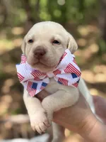George Washington, a male Labrador Retriever for sale in Gold Hill, NC – Photo 2 of 2