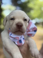 George Washington, a male Labrador Retriever for sale in Gold Hill, NC – Photo 1 of 2