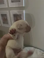 Andy Griffith (SHERIFF) , a male Labrador Retriever for sale in Gold Hill, NC – Photo 2 of 2