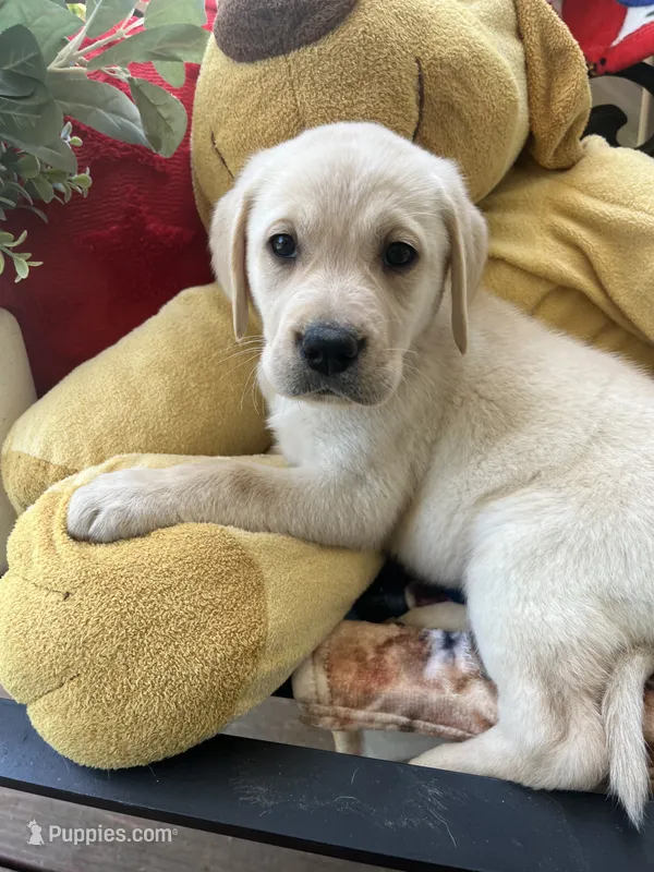 Goober – Labrador Retriever puppy for sale in Gold Hill, NC