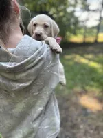 George Washington🐾🧭, a male Labrador Retriever for sale in Gold Hill, NC – 5 of 6