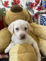 Gerald Ford (FORD), a male Labrador Retriever for sale in Gold Hill, NC – 3 of 6