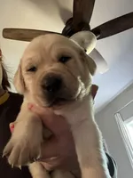 Goober, a male Labrador Retriever for sale in Gold Hill, NC – Photo 2 of 7