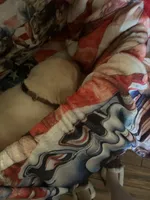 Goober, a male Labrador Retriever for sale in Gold Hill, NC – Photo 7 of 7