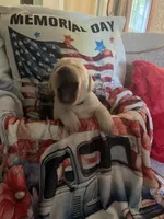 Goober, a male Labrador Retriever for sale in Gold Hill, NC – Photo 4 of 7