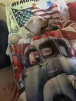 Goober, a male Labrador Retriever for sale in Gold Hill, NC – Photo 6 of 7