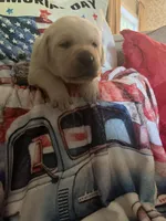 Goober, a male Labrador Retriever for sale in Gold Hill, NC – Photo 3 of 7