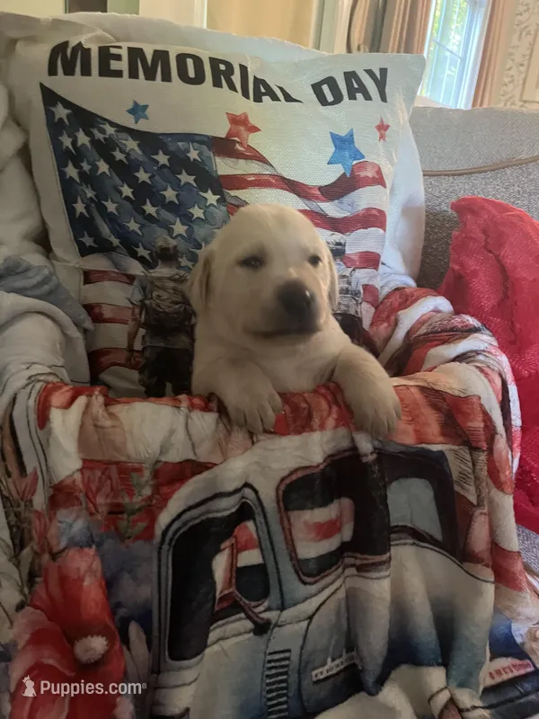 Goober – Labrador Retriever puppy for sale in Gold Hill, NC