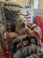 Goober, a male Labrador Retriever for sale in Gold Hill, NC – Photo 1 of 7