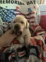Goober, a male Labrador Retriever for sale in Gold Hill, NC – Photo 5 of 7