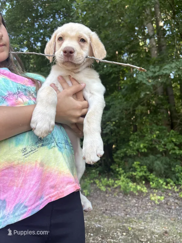JFK – Labrador Retriever puppy for sale in Gold Hill, NC