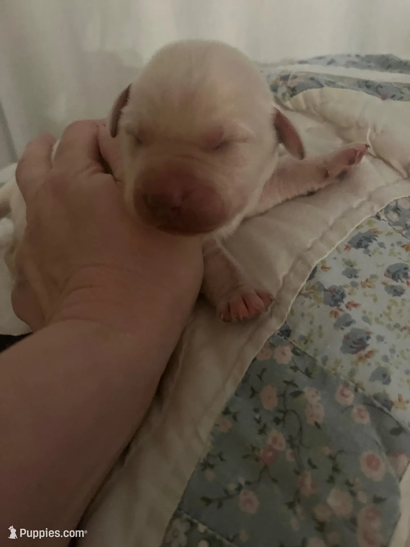 Andy Griffith (SHERIFF)  – Labrador Retriever puppy for sale in Gold Hill, NC