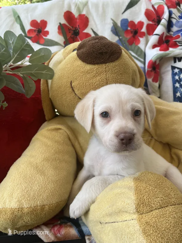 Gerald Ford (FORD) – Labrador Retriever puppy for sale in Gold Hill, NC