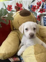 Gerald Ford (FORD), a male Labrador Retriever for sale in Gold Hill, NC – 1 of 6
