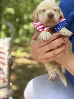 Abe Lincoln, a male Labrador Retriever for sale in Gold Hill, NC – Photo 2 of 2