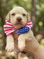 Abe Lincoln, a male Labrador Retriever for sale in Gold Hill, NC – Photo 1 of 2