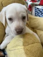 Gerald Ford (FORD), a male Labrador Retriever for sale in Gold Hill, NC – 5 of 6