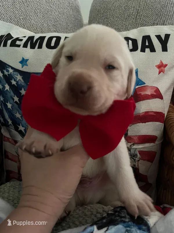 Ernest T  – Labrador Retriever puppy for sale in Gold Hill, NC