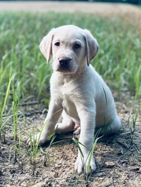 Ernest T ⛰️🐾 – Labrador Retriever puppy for sale in Gold Hill, NC