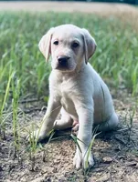 Ernest T ⛰️🐾, a male Labrador Retriever for sale in Gold Hill, NC – 2 of 9
