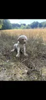 Samual Adams 🐾 📜, a male Labrador Retriever for sale in Gold Hill, NC – 6 of 9