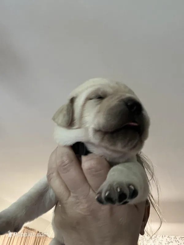 SHERIFF – Labrador Retriever puppy for sale in Gold Hill, NC