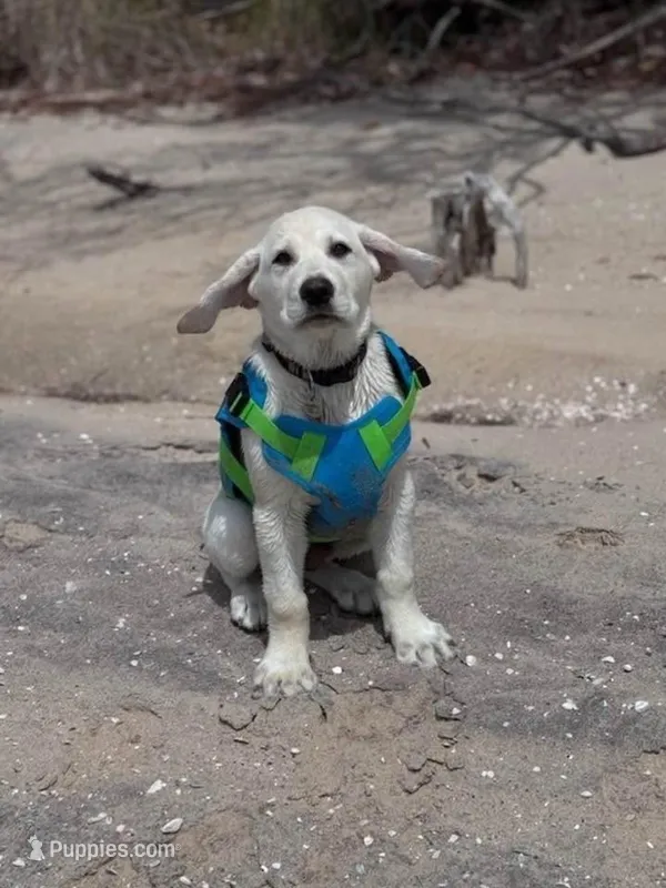 SHERIFF – Labrador Retriever puppy for sale in Gold Hill, NC