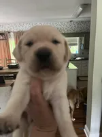 SHERIFF, a male Labrador Retriever for sale in Gold Hill, NC – 3 of 8