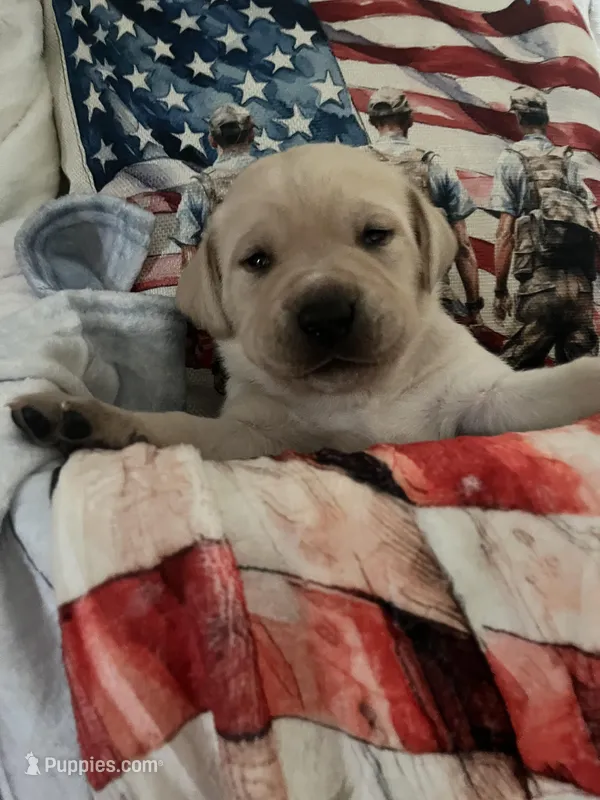 SHERIFF – Labrador Retriever puppy for sale in Gold Hill, NC