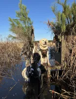 Andy Griffith (SHERIFF), a male Labrador Retriever for sale in Gold Hill, NC – Photo 2 of 3