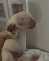 Andy Griffith (SHERIFF), a male Labrador Retriever for sale in Gold Hill, NC – Photo 3 of 3