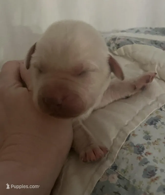 Andy Griffith (SHERIFF) – Labrador Retriever puppy for sale in Gold Hill, NC