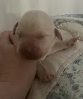 Andy Griffith (SHERIFF), a male Labrador Retriever for sale in Gold Hill, NC – Photo 1 of 3