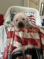 SHERIFF, a male Labrador Retriever for sale in Gold Hill, NC – 4 of 8