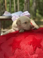 Eleanor Roosevelt , a female Labrador Retriever for sale in Gold Hill, NC – Photo 3 of 3