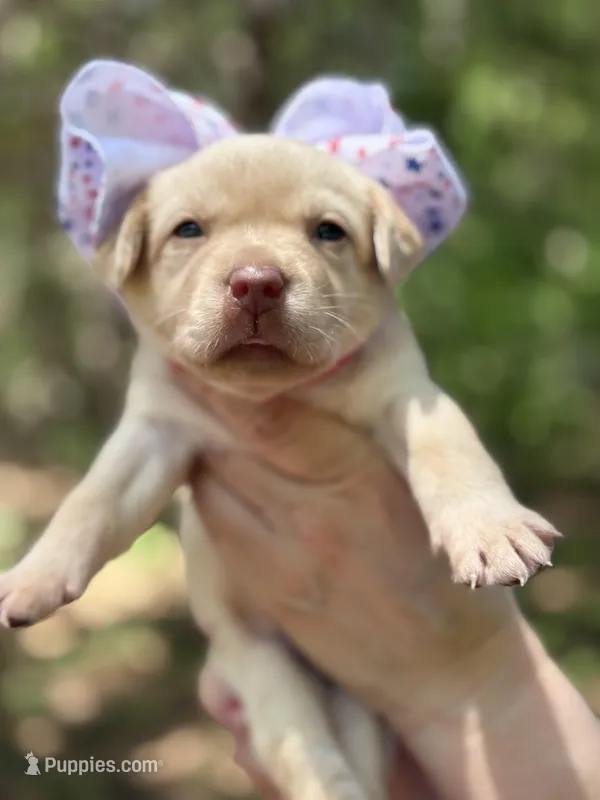 Eleanor Roosevelt  – Labrador Retriever puppy for sale in Gold Hill, NC