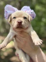 Eleanor Roosevelt , a female Labrador Retriever for sale in Gold Hill, NC – Photo 1 of 3