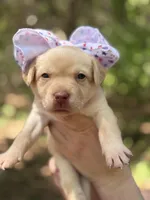 Eleanor Roosevelt , a female Labrador Retriever for sale in Gold Hill, NC – Photo 2 of 3