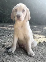 Ronald Reagan 🇺🇸, a male Labrador Retriever for sale in Gold Hill, NC – 2 of 5