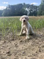 Ernest T ⛰️🐾, a male Labrador Retriever for sale in Gold Hill, NC – 3 of 9