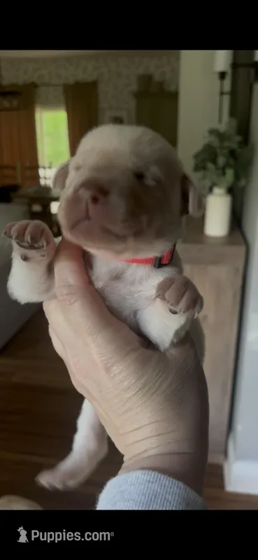 Thelma Lou – Labrador Retriever puppy for sale in Gold Hill, NC