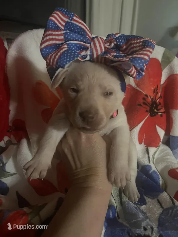 Thelma Lou – Labrador Retriever puppy for sale in Gold Hill, NC