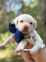 JFK, a male Labrador Retriever for sale in Gold Hill, NC – Photo 1 of 2